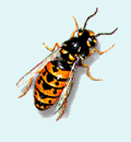 Pest Control. Pest Control Altea. Pest. Pests. Pest Control Altea. Bugs and Pest Control Altea. Pest Kill Spain